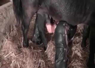 Juicy woman is being banged by some farm animals