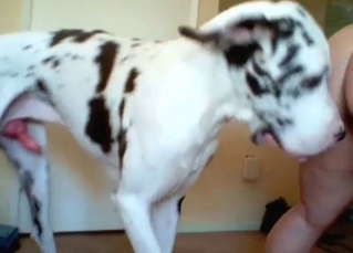 Doggy-style fuck with an animal
