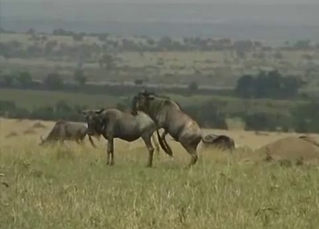 Buffalo banging recorded in HD, zoo XXX
