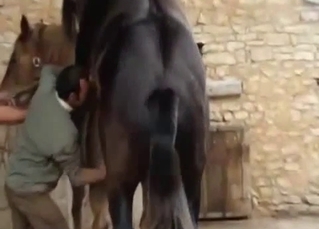 Two horses are about to bang on camera