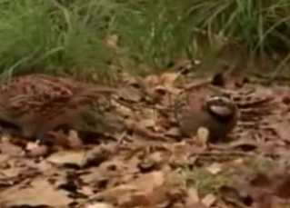 Compilation of animal intercourse, XXX zoo