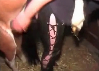 Lustful cowgirl is enjoying a zoo fuck
