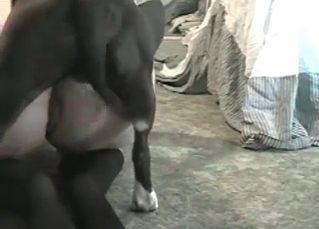 Pumped up black hunter is practicing a zoo fuck