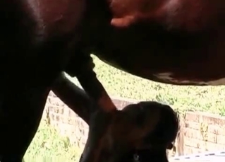 Unstoppable horse is fucking a model